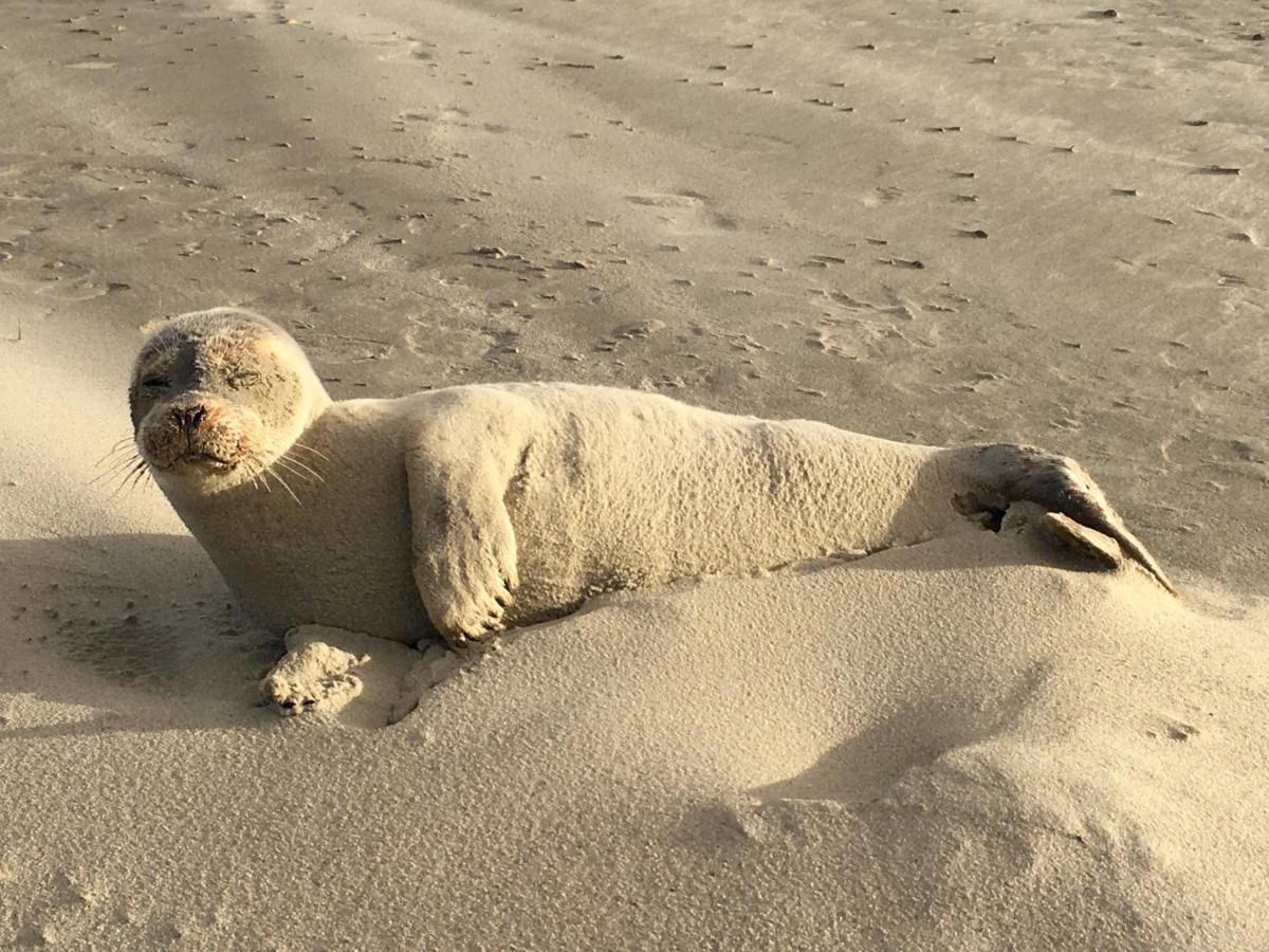 Sonnenlicht Lejlighed Norderney Eksteriør billede
